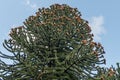 Monkey Puzzle Tree Araucaria araucana, flowering tree